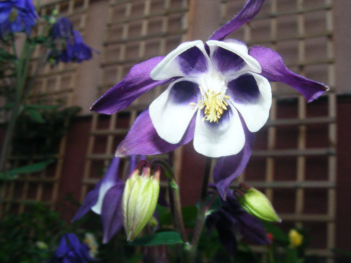 Aquilegia Spring Magic Blue and White - CALDARUSA- FLOAREA PERFECTA