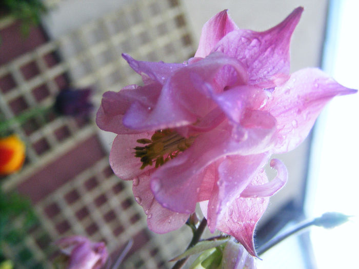 Aquilegia Double Rose & Rose - CALDARUSA- FLOAREA PERFECTA