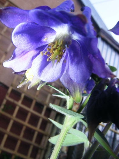 Aquilegia Double Blue