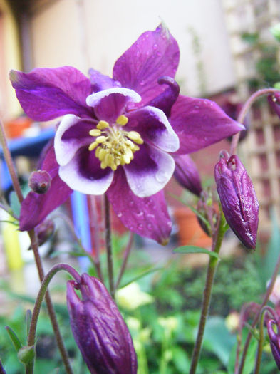 Aquilegia Spring Magic Purple and White - CALDARUSA- FLOAREA PERFECTA
