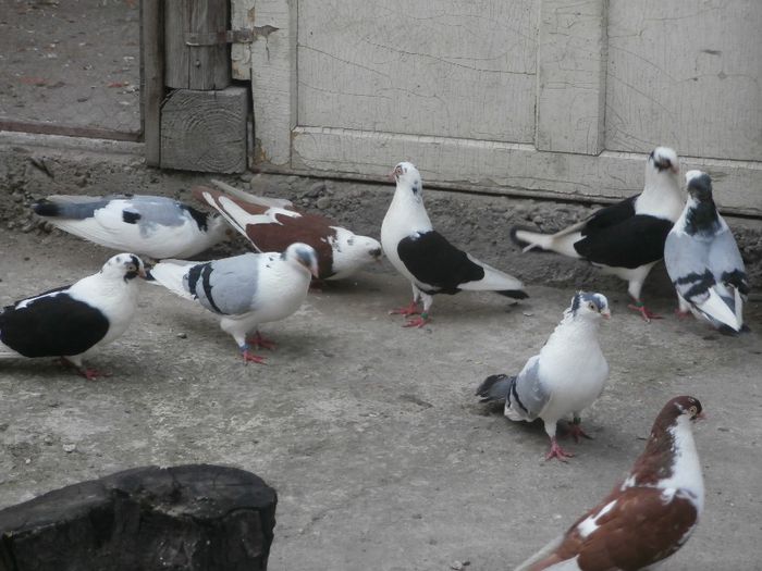 MATCA LA AER