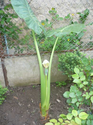 colocazie inflorita - plante decorative