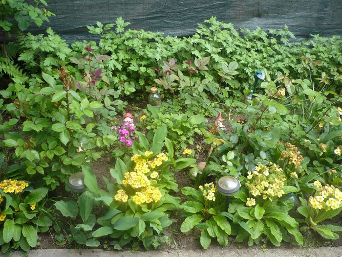 primule galbene - plante decorative