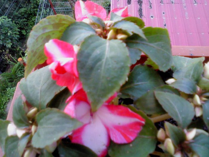 Aprilie 2014 018 - Impatiens 2014 - 2015