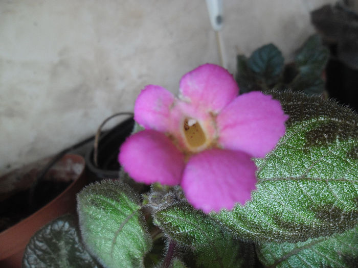 Pink Panter