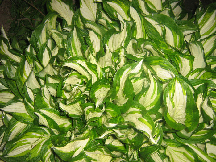 hosta - In gradina mea