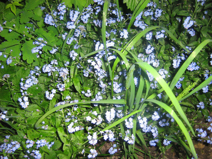 nu ma uita - In gradina mea