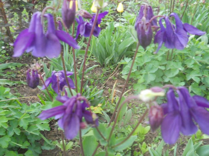 aquilegia mov