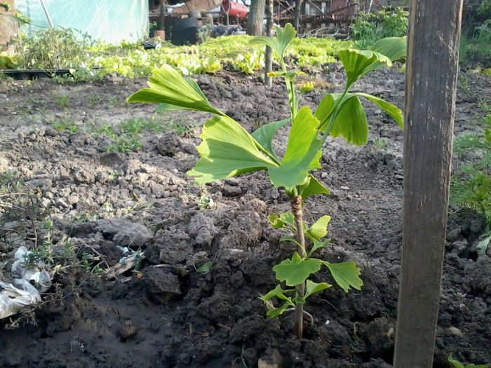 2014-04-27 18.07.02 - Ginkgo Biloba