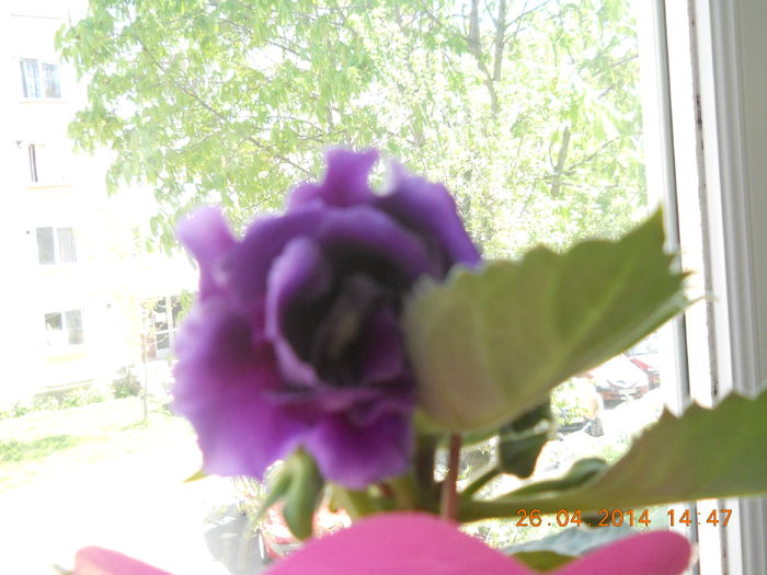 gloxinia - APRILIE 2014