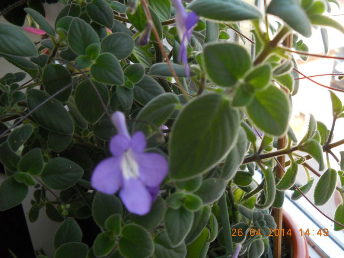 Streptocarpela - APRILIE 2014