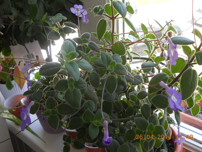 009 - APRILIE 2014