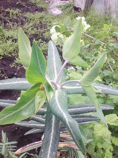 planta cartita-inflorita