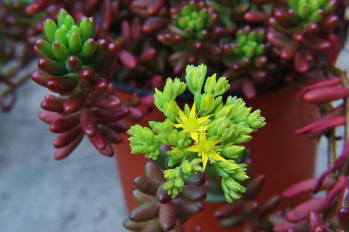 Sedum rubrotinctum