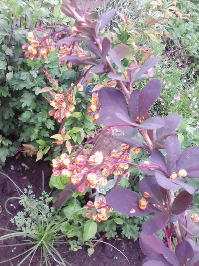 berberis