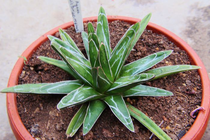 Agava victoriae-reginae - Agave victoriae-reginae