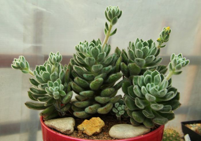 Echeveria setosa