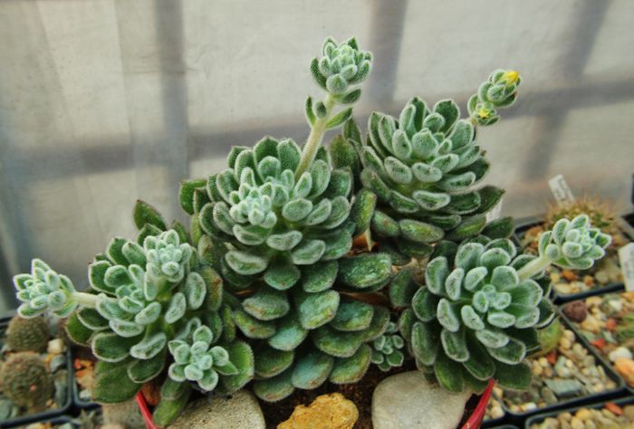 Echeveria setosa