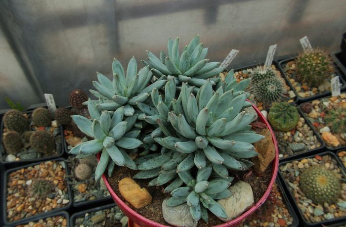 Pachyveria glauca