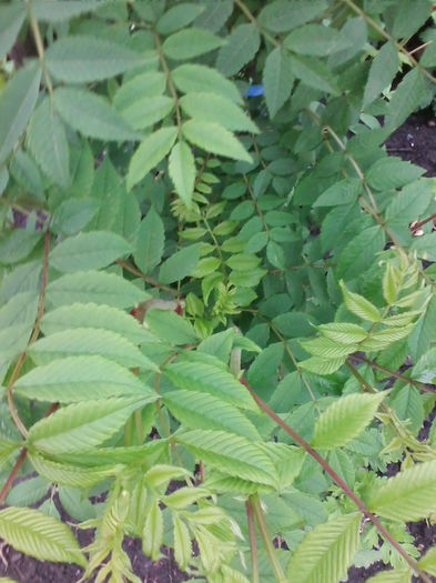 sorbaria tomentosa