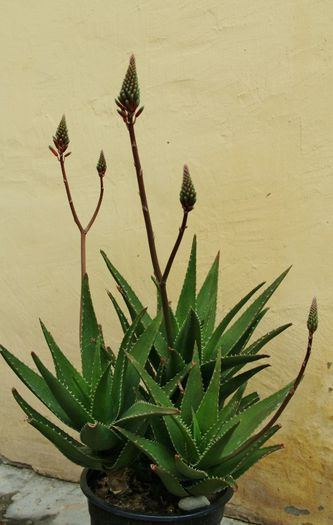 Aloe x delaetii - Aloe x delaetii