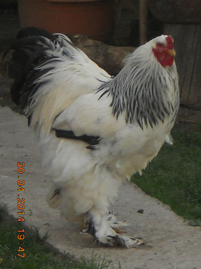 032 - gaini Brahma herminat deschis