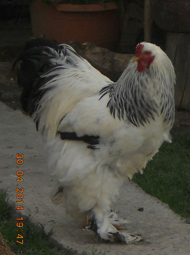 033 - gaini Brahma herminat deschis