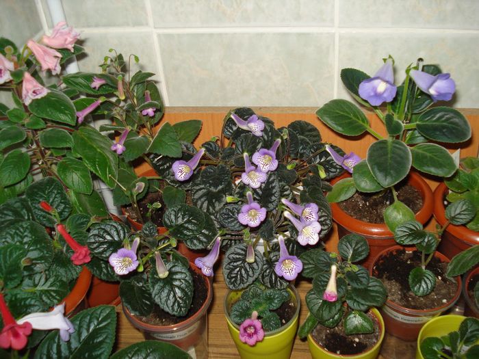 DSC08080