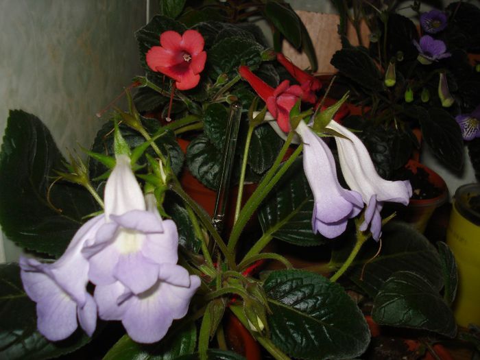 DSC08081