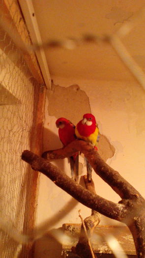 IMG_20140426_233341 - papagali rossela rubin si standard