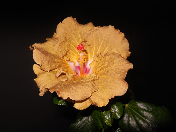 30 apr. 2014 - Hibiscus