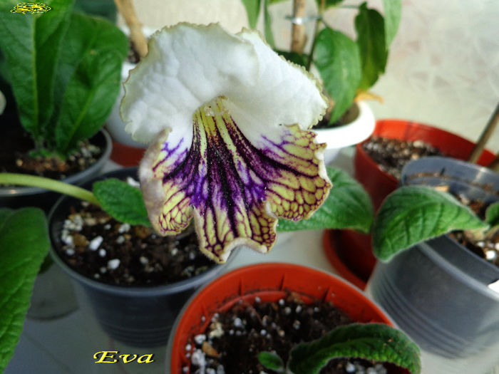 Eva (1-05-2014) - Streptocarpusi 2014