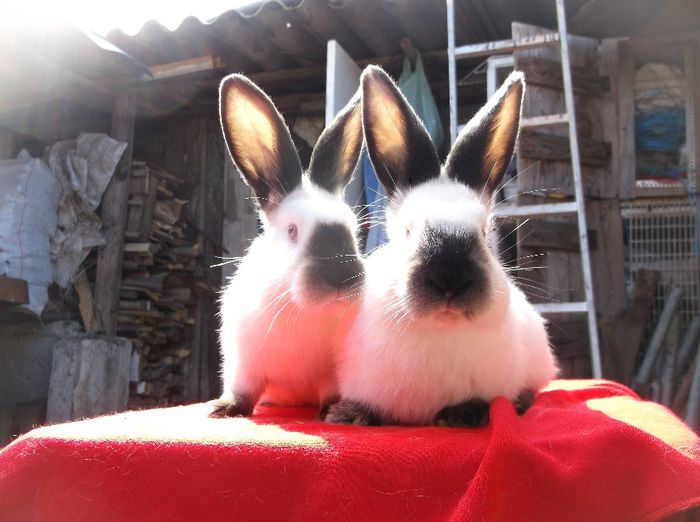 fem californian - b-exemplarele mele