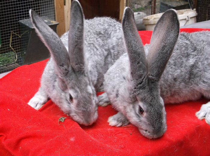 fem ug chinchilla - b-exemplarele mele