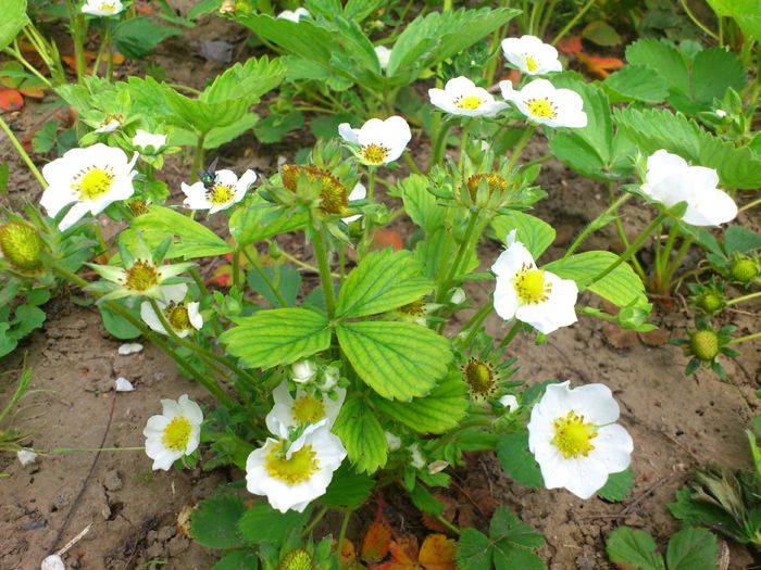 DSC_4535 - PRIMAVARA 2014