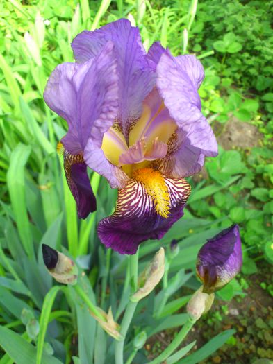 DSC_4550 - PRIMAVARA 2014