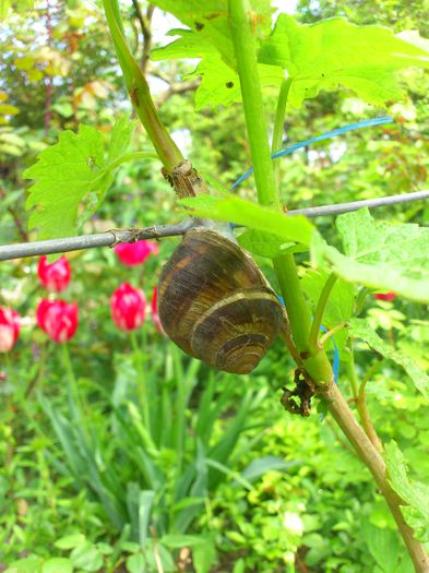 DSC_4567 - PRIMAVARA 2014