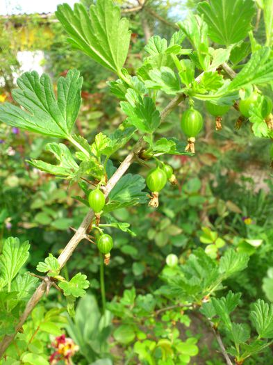 DSC_4566 - PRIMAVARA 2014