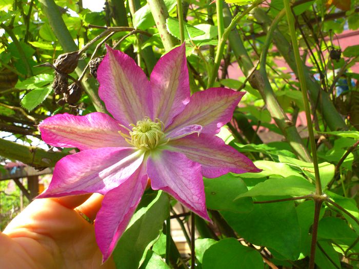 Asao - Clematis