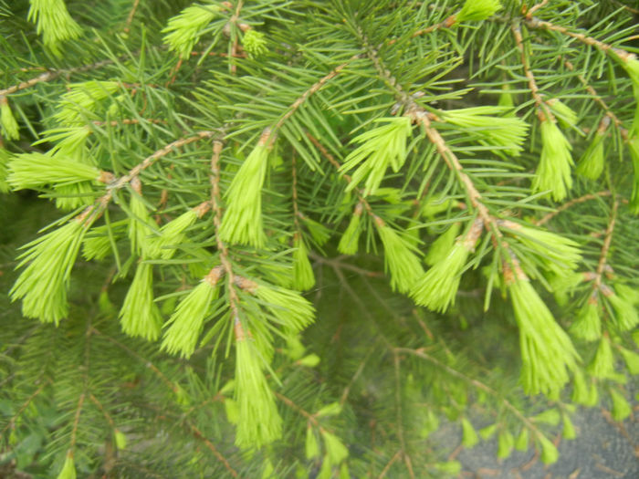 Picea abies (2014, April 28)