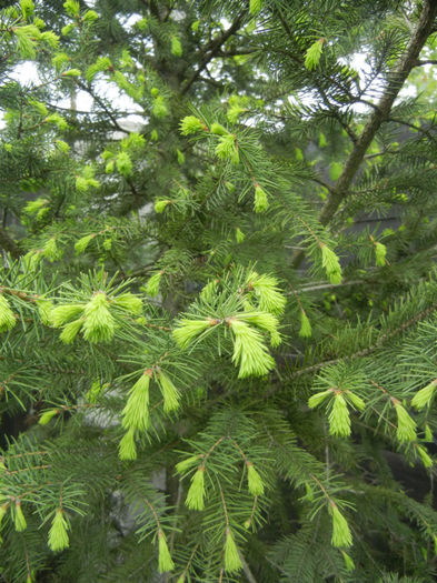 Picea abies (2014, April 28) - Picea abies 2010