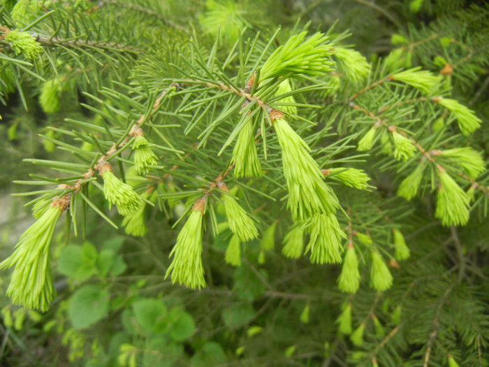 Picea abies (2014, April 28) - Picea abies 2010