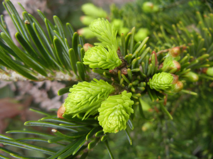 Abies nordmanniana (2014, April 28) - Abies nordmanniana