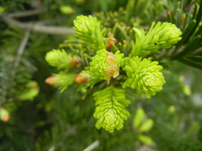 Abies nordmanniana (2014, April 28) - Abies nordmanniana