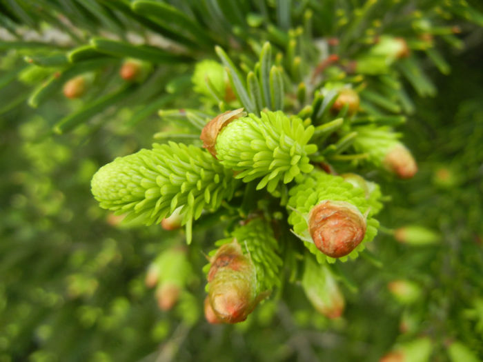 Abies nordmanniana (2014, April 28) - Abies nordmanniana