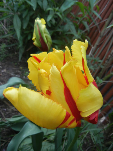 Tulipa Texas Flame (2014, April 28)
