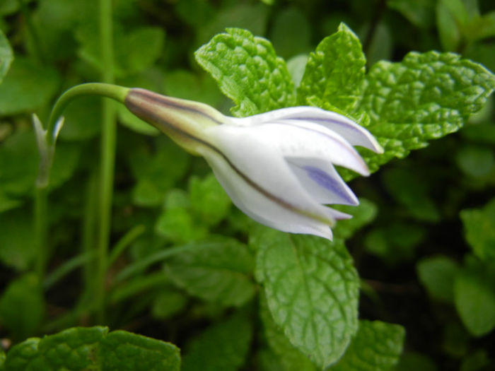 Ipheion Wisley Blue (2014, April 28) - Ipheion uniflorum Wisley Blue