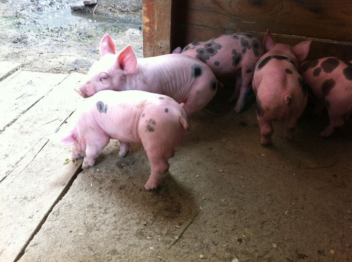 Purcei Pietrain 10 zile 018