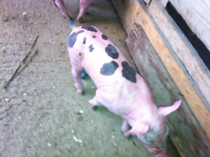 Purcei Pietrain 10 zile 019