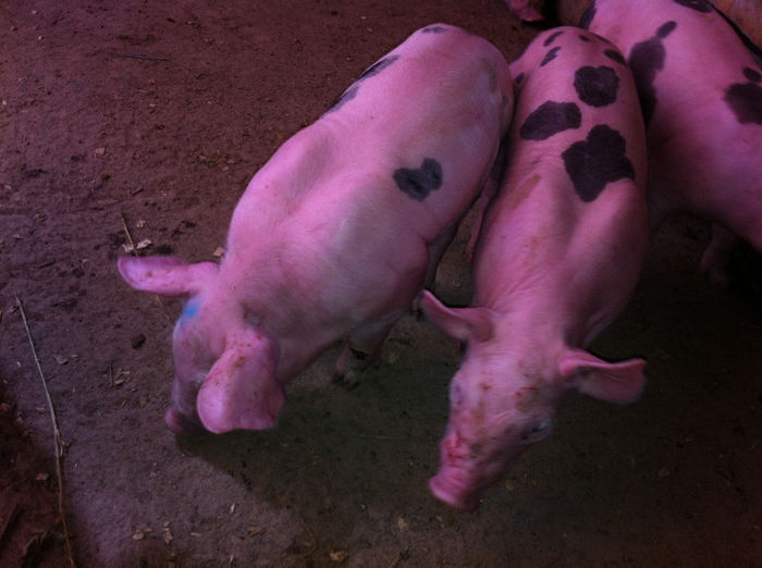 Purcei Pietrain 10 zile 022